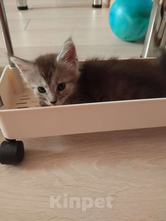 Кошки в Ставрополе: Энджел дымка Девочка, 20 000 руб. - фото 6