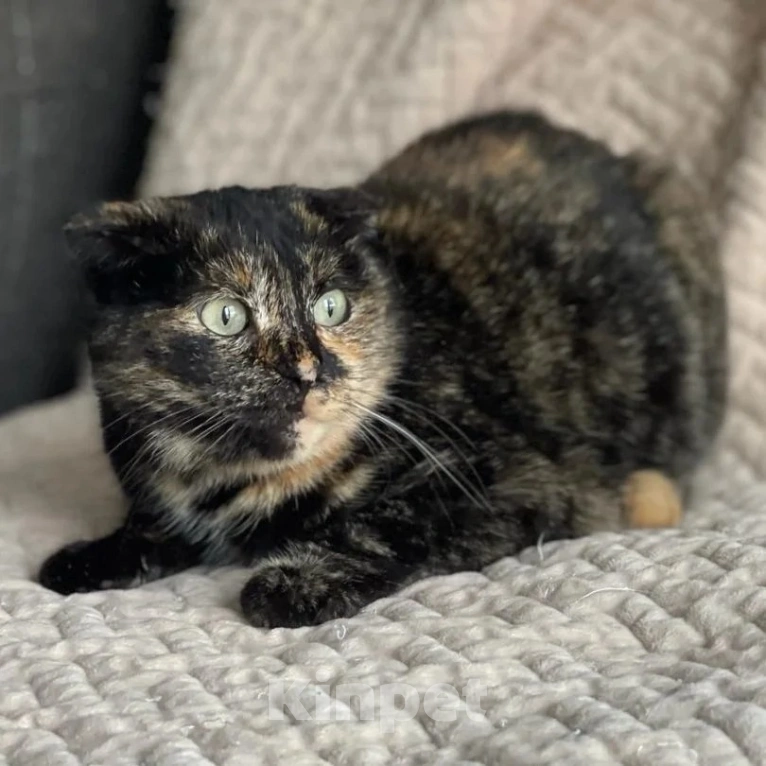 Кошки в Москве: Вислоухую кошечку выкинули хозяева Девочка, Бесплатно - фото 3