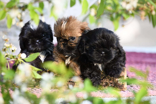 Мальчик ши-тцу