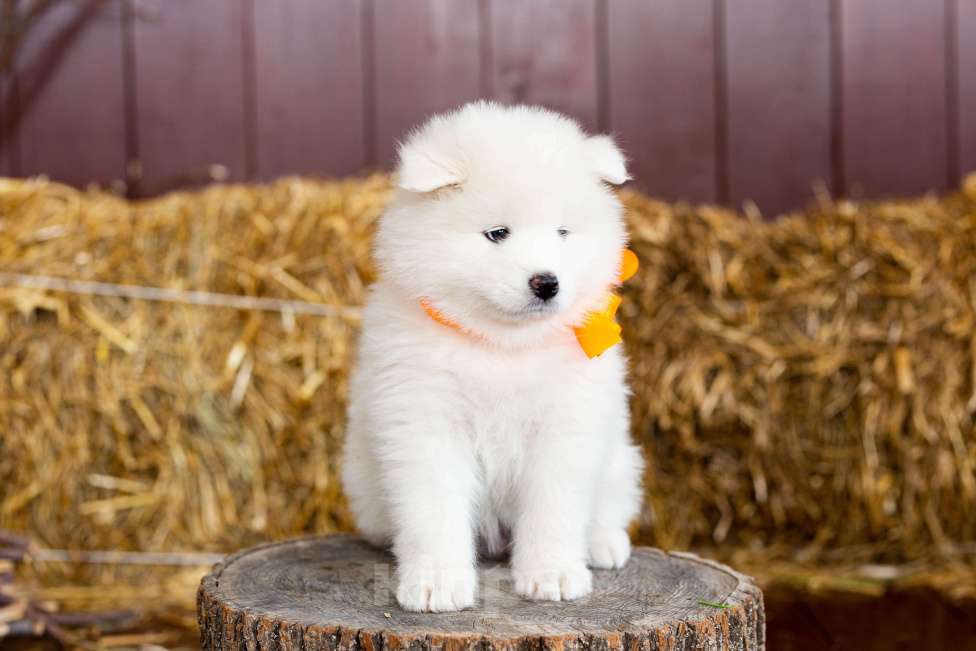 Собаки в Ижевске: Щенки самоеда Мальчик, 50 000 руб. - фото 3