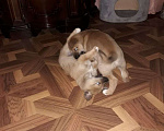 Собаки в Новосибирске: Отдам щенков в добрые руки  Мальчик, 1 руб. - фото 5