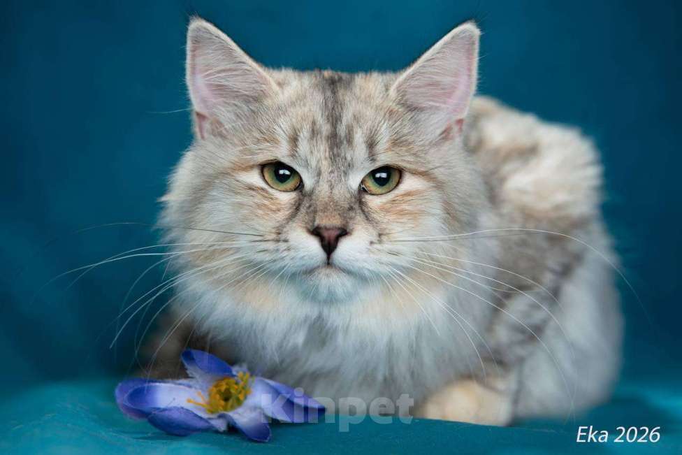 Кошки в Королеве: Сибирский котенок, девочка Девочка, 65 000 руб. - фото 1