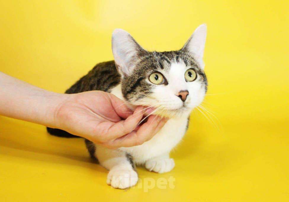 Кошки в Москве: котенок Митя ищет дом Мальчик, Бесплатно - фото 6