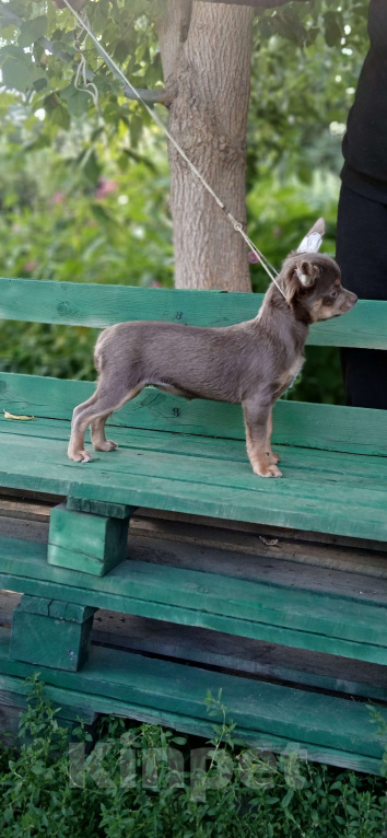 Собаки в Иркутске: Продам щенка чихуахуа Девочка, 45 000 руб. - фото 2