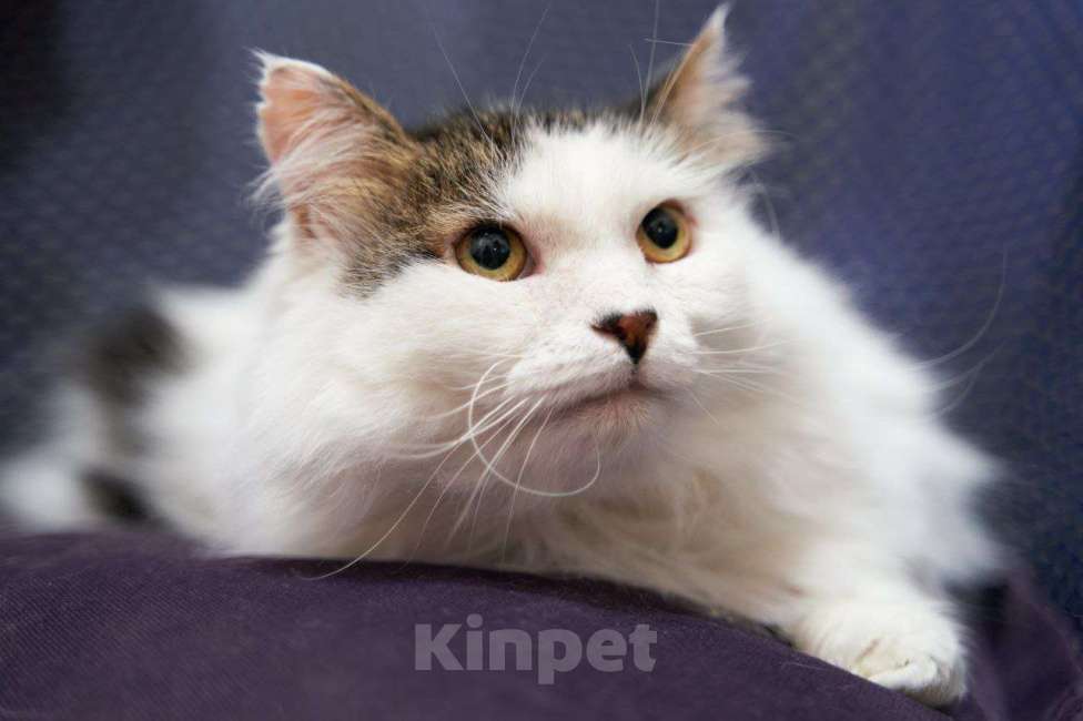 Кошки в Москве: Котик-добряк Мишутка в добрые руки Мальчик, Бесплатно - фото 1