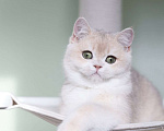 Кошки в Санкт-Петербурге: Британская голубая золотая шиншилла Девочка, 150 000 руб. - фото 4