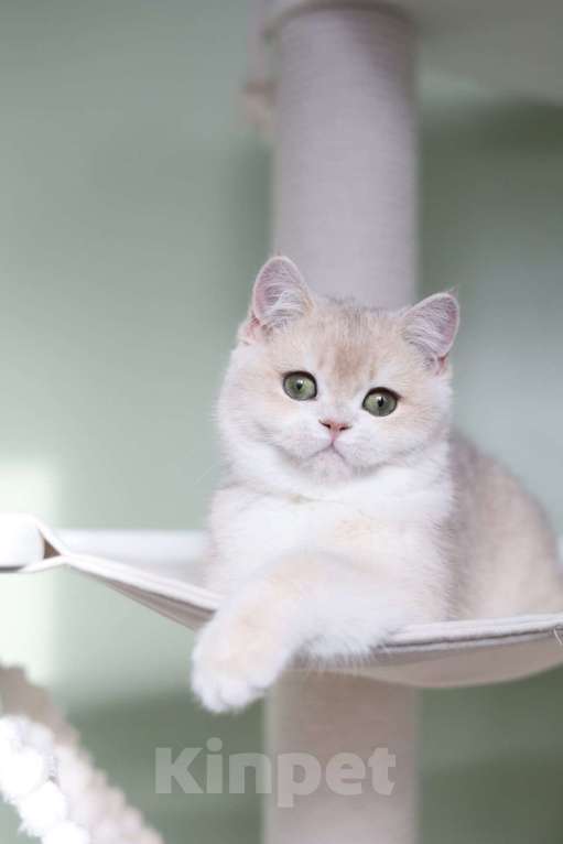 Кошки в Санкт-Петербурге: Британская голубая золотая шиншилла Девочка, 150 000 руб. - фото 4