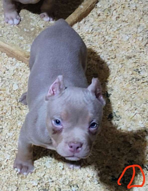 Собаки в других городах Ленинградской области: Щенки ищут родительский дом Мальчик, 100 000 руб. - фото 4