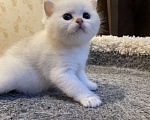 Кошки в Красногорске: Британская золотая шиншилла Мальчик, 50 000 руб. - фото 7