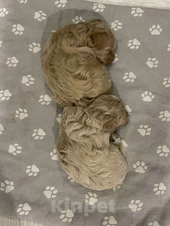 Собаки в Краснодаре: Продаю мальтипу  f1, дата рождения 28.12.2025. Мама мальтийская болонка, папа той пудель Китай Девочка, 80 000 руб. - фото 8