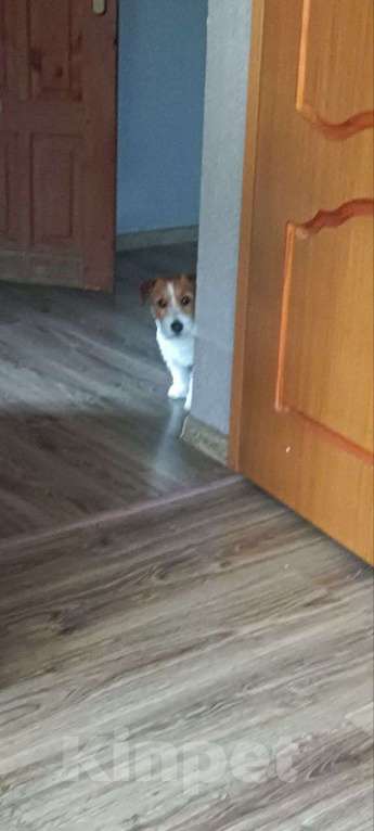 Собаки в Калининграде: Потерялся пёс по кличке Валли Мальчик, Бесплатно - фото 3