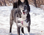 Собаки в Москве: Ласковая домашняя Лика мечтает вновь обрести семью Девочка, Бесплатно - фото 6
