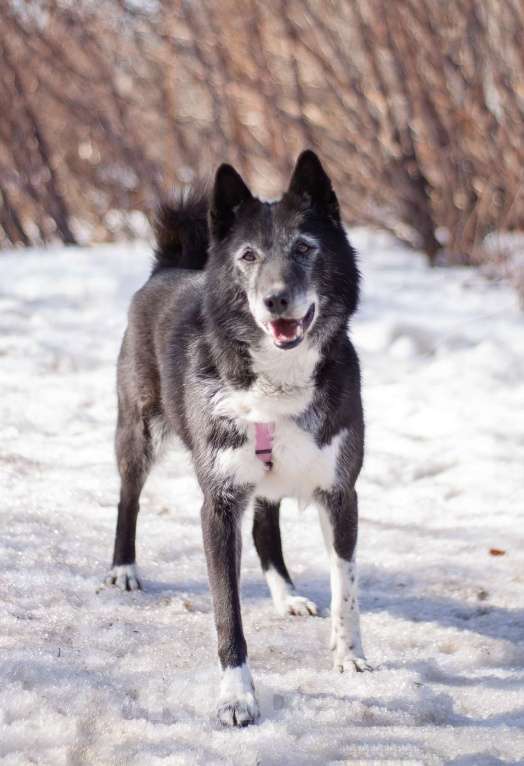 Собаки в Москве: Ласковая домашняя Лика мечтает вновь обрести семью Девочка, Бесплатно - фото 6