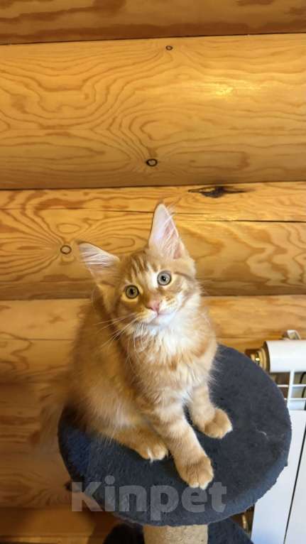 Кошки в Барнауле: Кошечка Мейн-кун Девочка, 26 000 руб. - фото 5