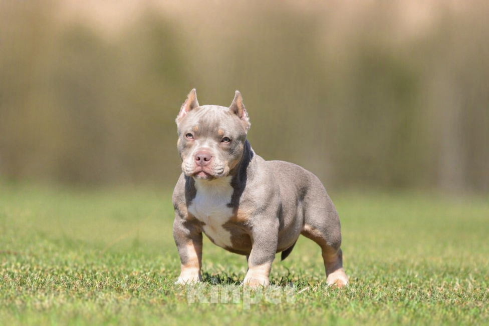 Собаки в Москве: Булли Американский щенок Девочка, Бесплатно - фото 1