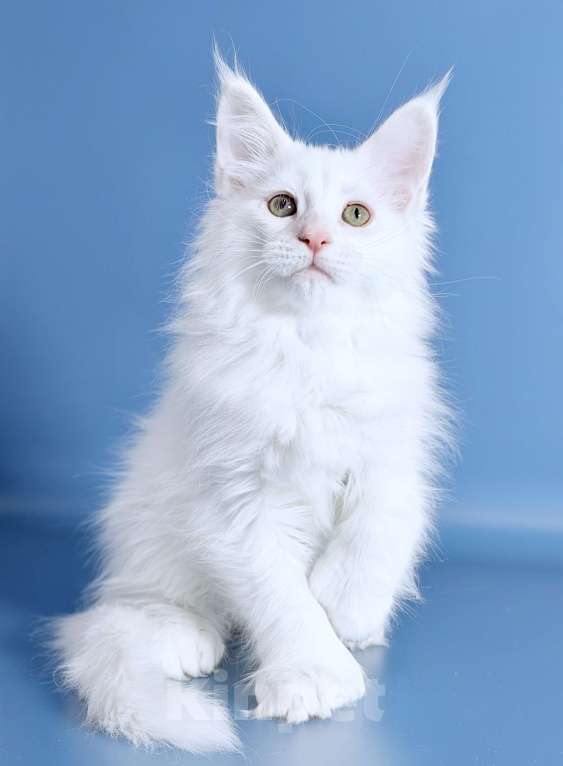 Кошки в других городах Московской области: Белоснежная полидевочка Девочка, 90 000 руб. - фото 4