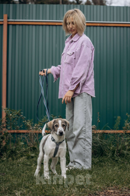 Собаки в Москве: Щенок в добрые руки бесплатно. Собака ищет дом Девочка, Бесплатно - фото 7