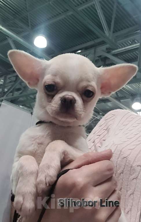 Собаки в Москве: Шикарный Чихуахуа мальчик Мальчик, Бесплатно - фото 2