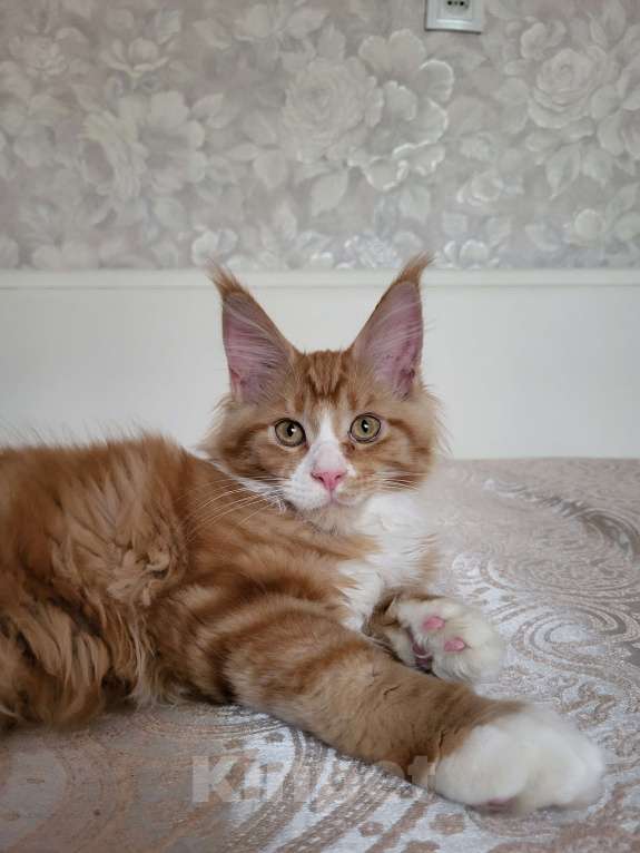 Кошки в Омске: Продаётся котенок мейн- кун Девочка, 60 000 руб. - фото 9