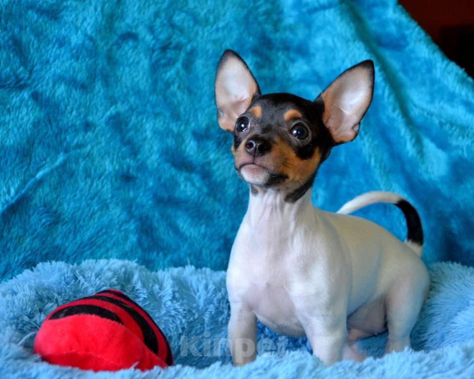 Собаки в Москве: Щенок той фокстерьера Бильбо Мальчик, 45 000 руб. - фото 2