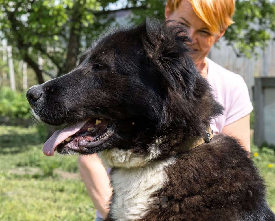 Собаки в Серпухове: Очень хочу домой Девочка, Бесплатно - фото 4