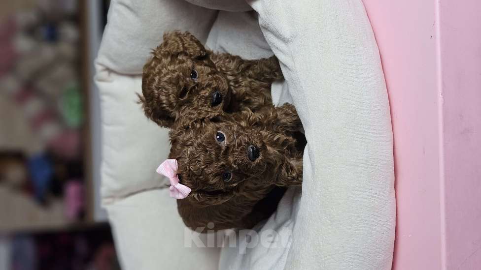 Собаки в Химках: Той-пудель щенки мальчики Мальчик, 200 000 руб. - фото 5