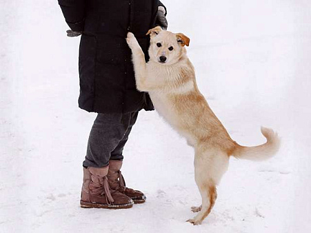 Объявление: Домашние щенки-подростки Бинго и Бэмби в добрые руки, 10 руб., Москва