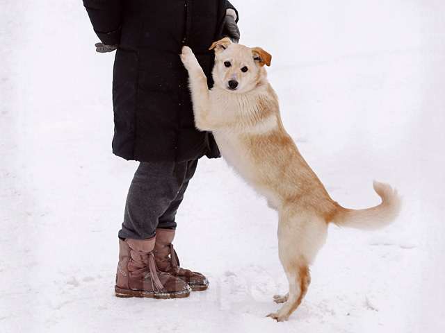 Собаки в Москве: Домашние щенки-подростки Бинго и Бэмби в добрые руки Мальчик, 10 руб. - фото 1