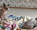 Кошки в Острогожске: Котята канадского сфинкса, 12 000 руб. - фото 4