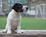 Собаки в Санкт-Петербурге: Щенки джек рассел терьера, 35 000 руб. - фото 5