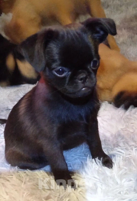 Собаки в Туле: Щенок 3мес девочка Девочка, 19 000 руб. - фото 5