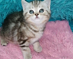 Кошки в Москве: Шотландские котята шиншилла  Девочка, 18 000 руб. - фото 6