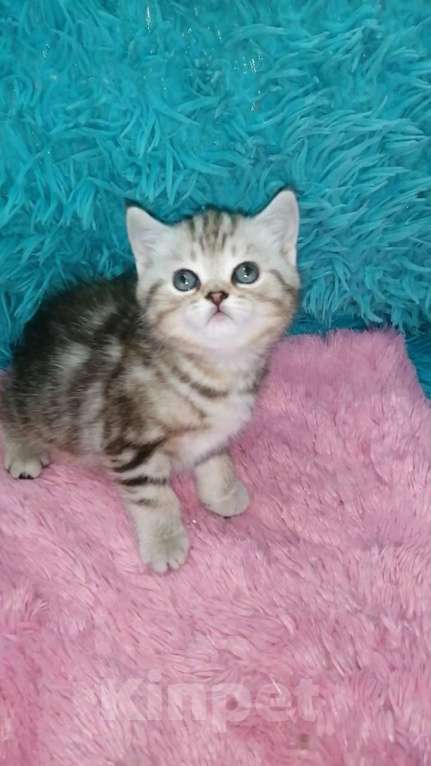 Кошки в Москве: Шотландские котята шиншилла  Девочка, 18 000 руб. - фото 6