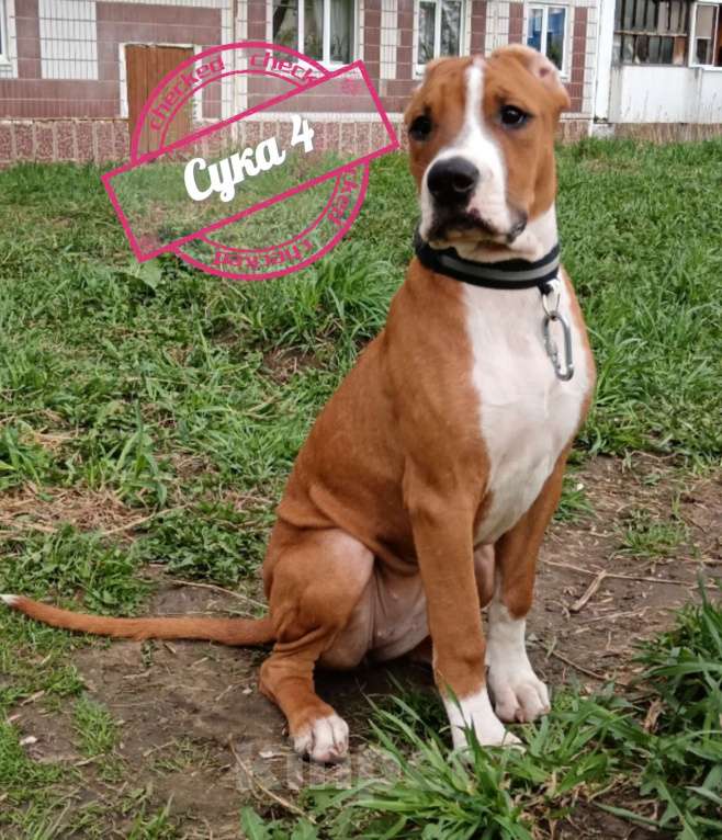 Собаки в Томске: Щенки Американский стафордширский терьер  Девочка, 25 000 руб. - фото 5