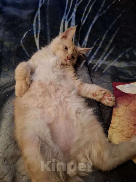 Кошки в Москве: Вольяжный куненок Мальчик, 20 000 руб. - фото 5