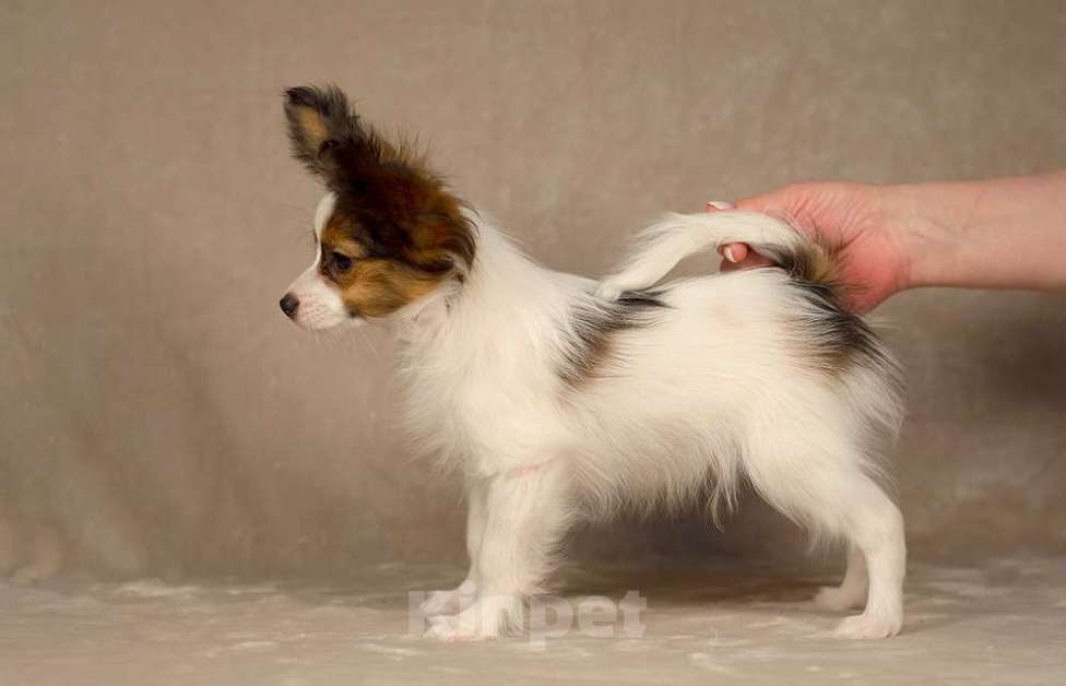 Собаки в Москве: Щенок Папийона (папильона) пит-к РКФ Мальчик, 80 000 руб. - фото 4