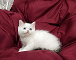 Кошки в Пскове: Черный ван голубоглазый Мальчик, 25 000 руб. - фото 9