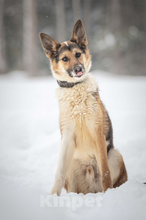 Собаки в Клине: Кокос — добрый и звонкий мальчишка в поисках самого лучшего хозяина Мальчик, Бесплатно - фото 2