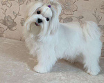Собаки в Екатеринбурге: Мальтезе, девочка Девочка, Бесплатно - фото 2