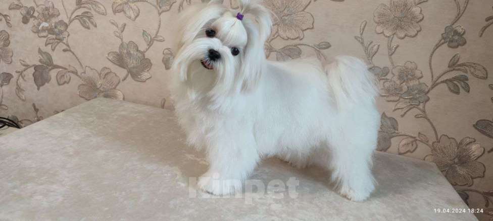 Собаки в Екатеринбурге: Мальтезе, девочка Девочка, Бесплатно - фото 2