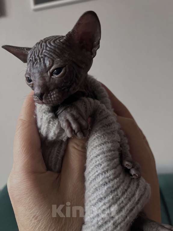 Кошки в Черногорске: Котята донского сфинкса Мальчик, 9 000 руб. - фото 1