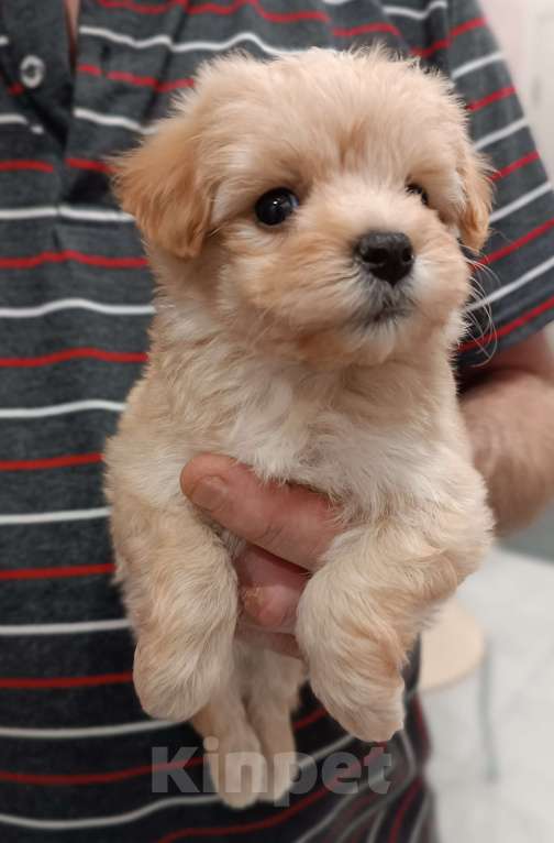 Собаки в Москве: Мальчик мальтипу ф1 Мальчик, 40 000 руб. - фото 5