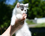 Кошки в Москве: Котенок Сеня ищет дом Мальчик, Бесплатно - фото 2