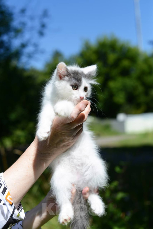 Кошки в Москве: Котенок Сеня ищет дом Мальчик, Бесплатно - фото 2