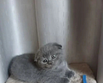 Кошки в Одинцово: Британские котята рождены 12.05.2026 Мальчик, 7 500 руб. - фото 4