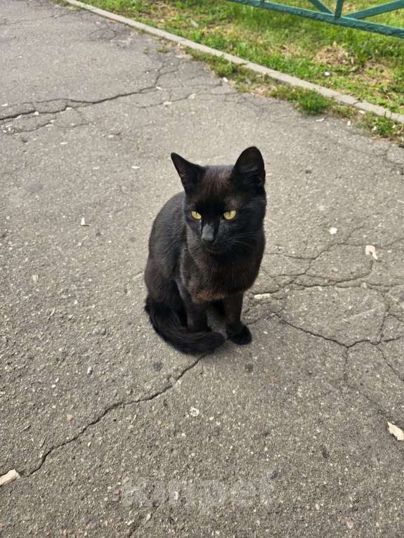 Кошки в Балашихе: выкинули трех бедолаг кошек , мега ласковые пропадут.. Мальчик, Бесплатно - фото 4