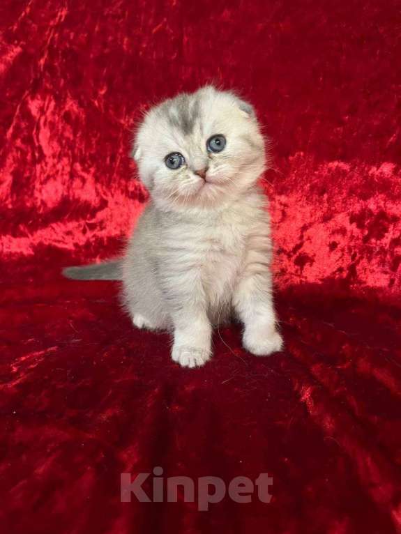 Кошки в Новосибирске: Продам шотландских котят Разнополые, Бесплатно - фото 8