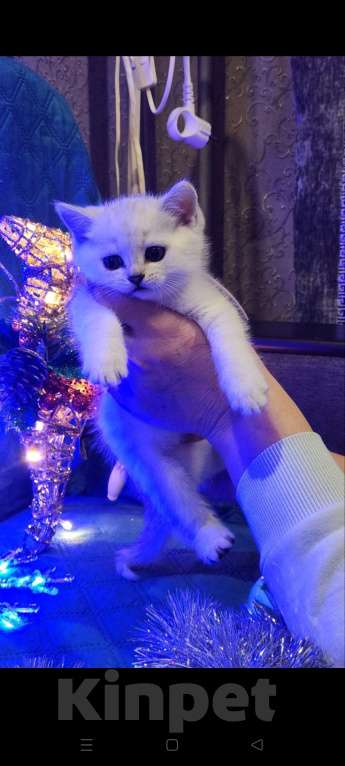 Кошки в Москве: Прямоухий мальчишка  Мальчик, 25 000 руб. - фото 4