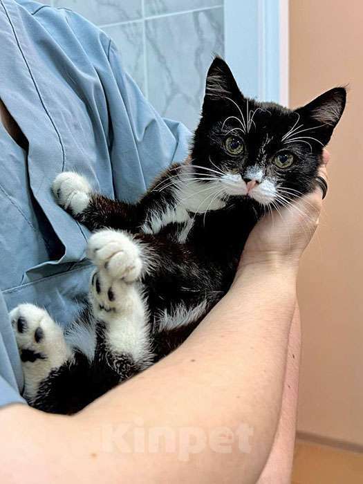 Кошки в Санкт-Петербурге: Ласковый котёнок Муся ищет дом Девочка, 10 руб. - фото 7