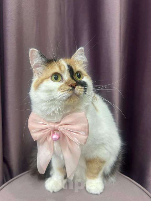 Кошки в Москве: Изысканная кошка Афина в добрые руки Девочка, Бесплатно - фото 5